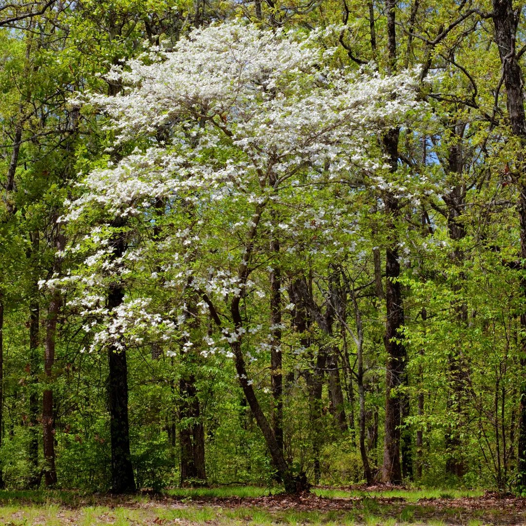 1_ae1cd563-b90b-4dd0-8066-89b90e9a3598.png.webp