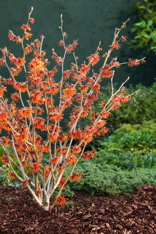 hamamelis-x-intermedia-jelena-witch-hazel-2.jpg