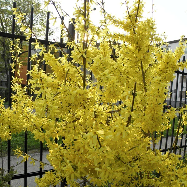 Forsythia-x-intermedia-Spectabilis-Showy-Bordertm-Forsythia_grande.jpg.webp