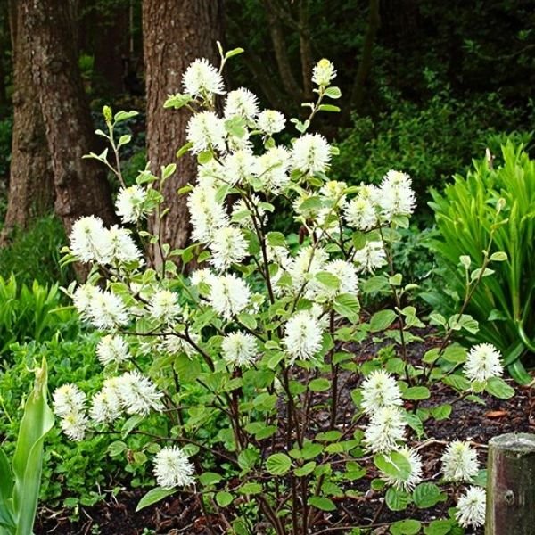 mount-airy-fothergilla-bush-nature-hills-nursery-2-container-6479195_grande.jpg
