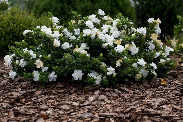 GardeniaKH_736x.jpg