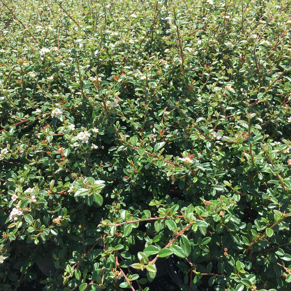 bearberry-cotoneaster-cotoneaster-dammeri-coral-beauty-pulled-nursery-2.jpg.webp