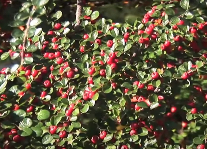 cotoneaster-tom-thumb.jpg