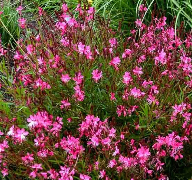 Guara-Lindheimeri-Pink-1.jpg