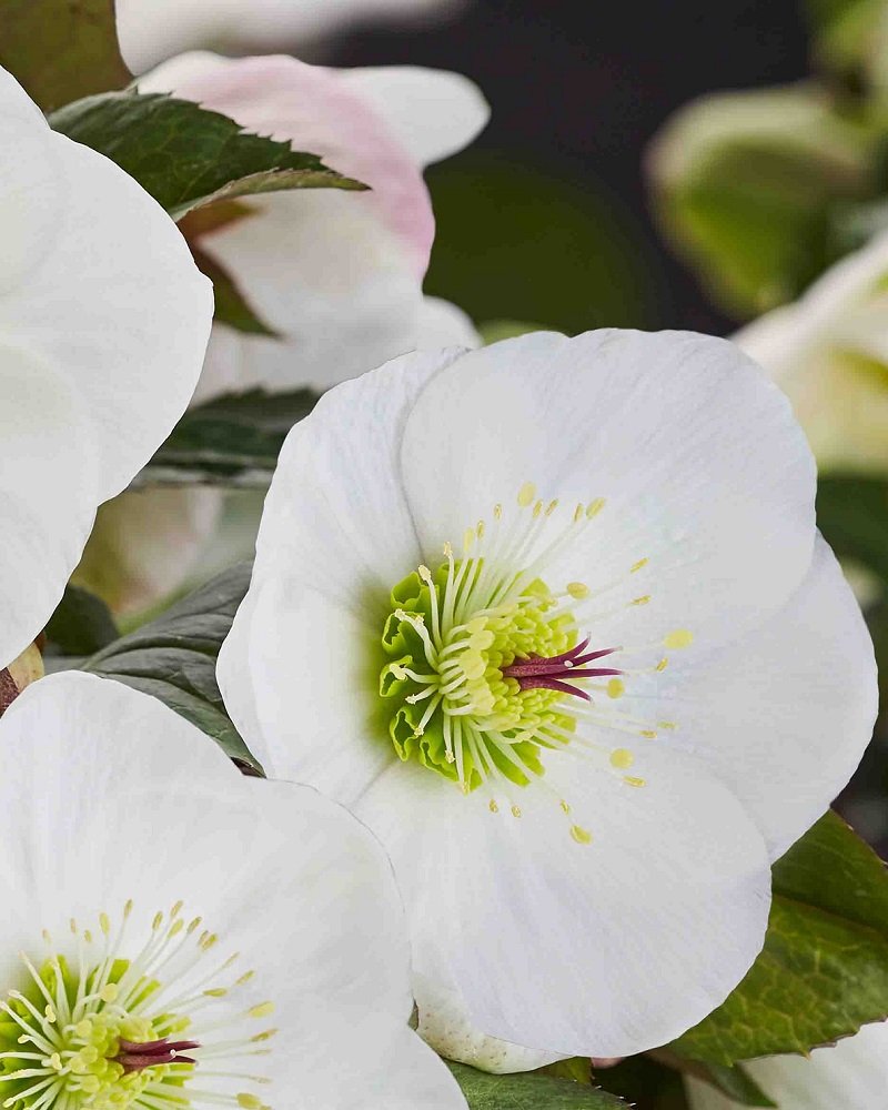 Helleborus-Ice-N-Roses-Bianco.jpg