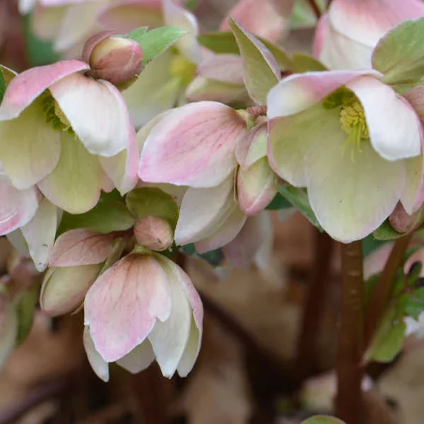 ivory_prince_helleborus.jpg.webp