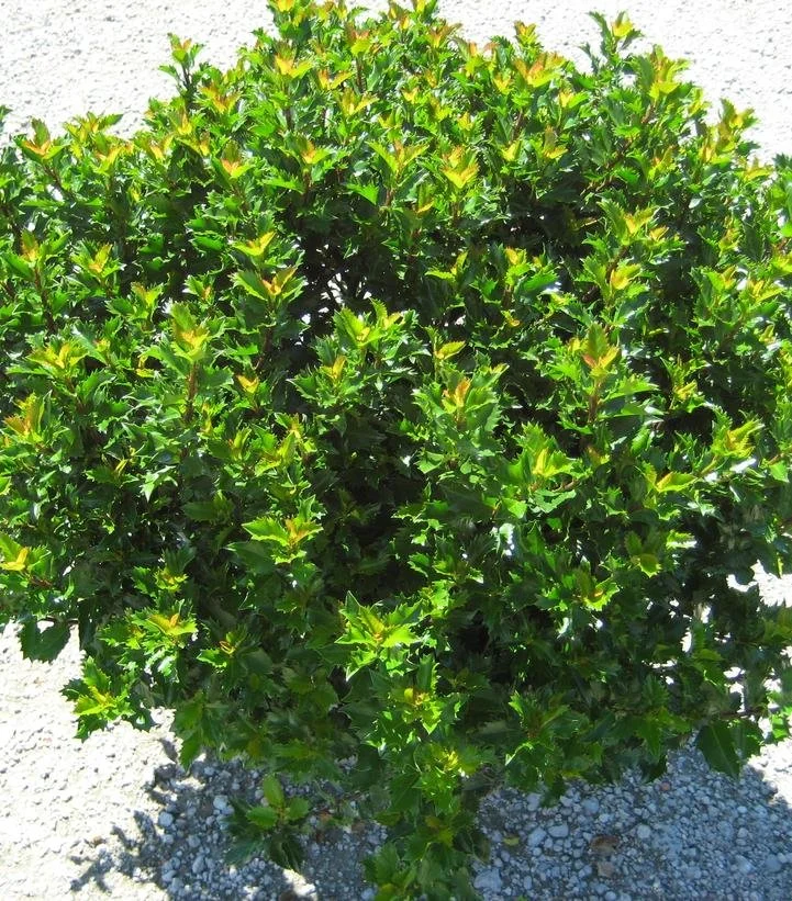 DETA-9222.jpg