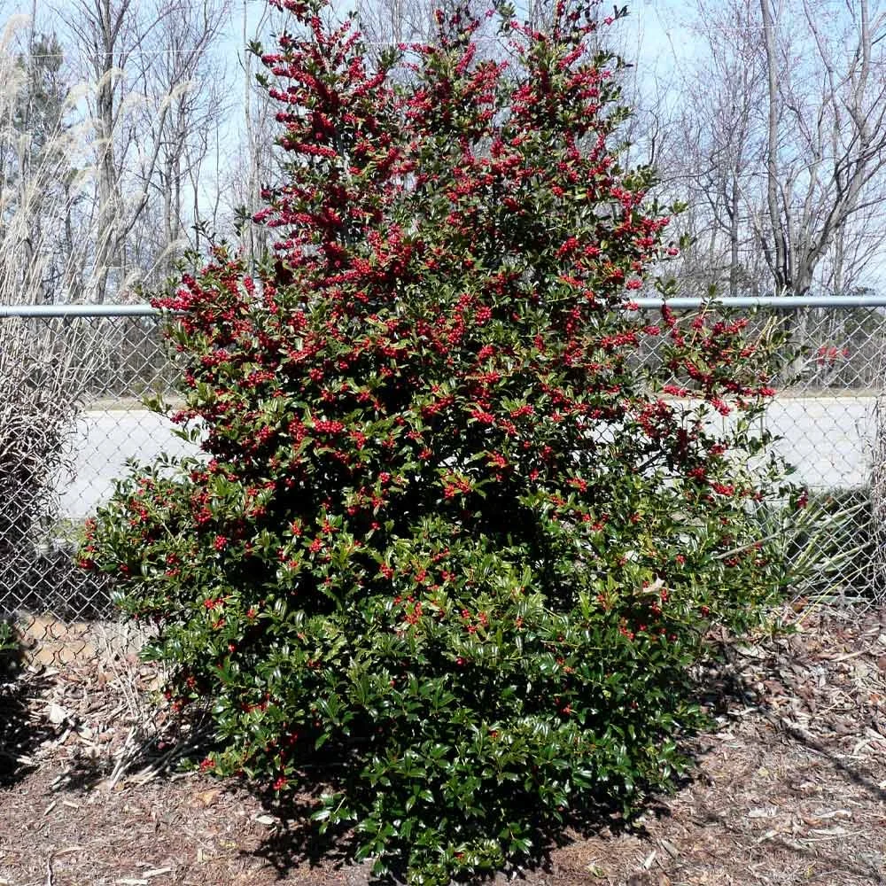 Oak_Leaf_Holly_4.jpg