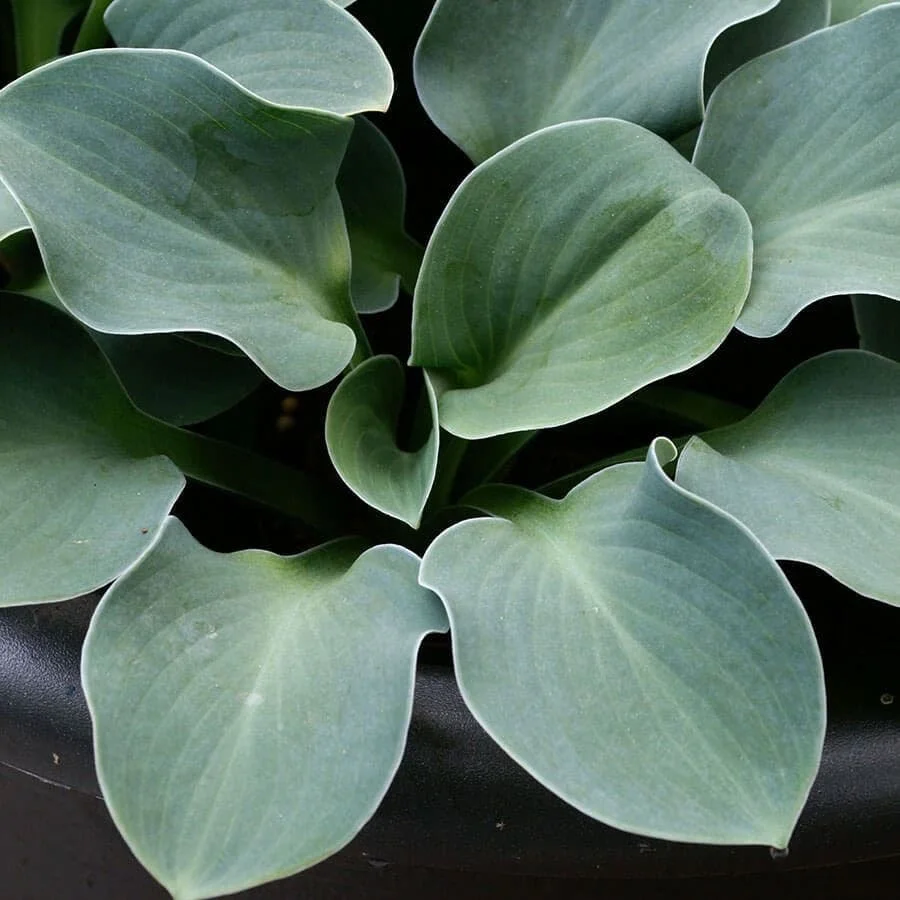 Product_MediaImage_28033_5.jpg