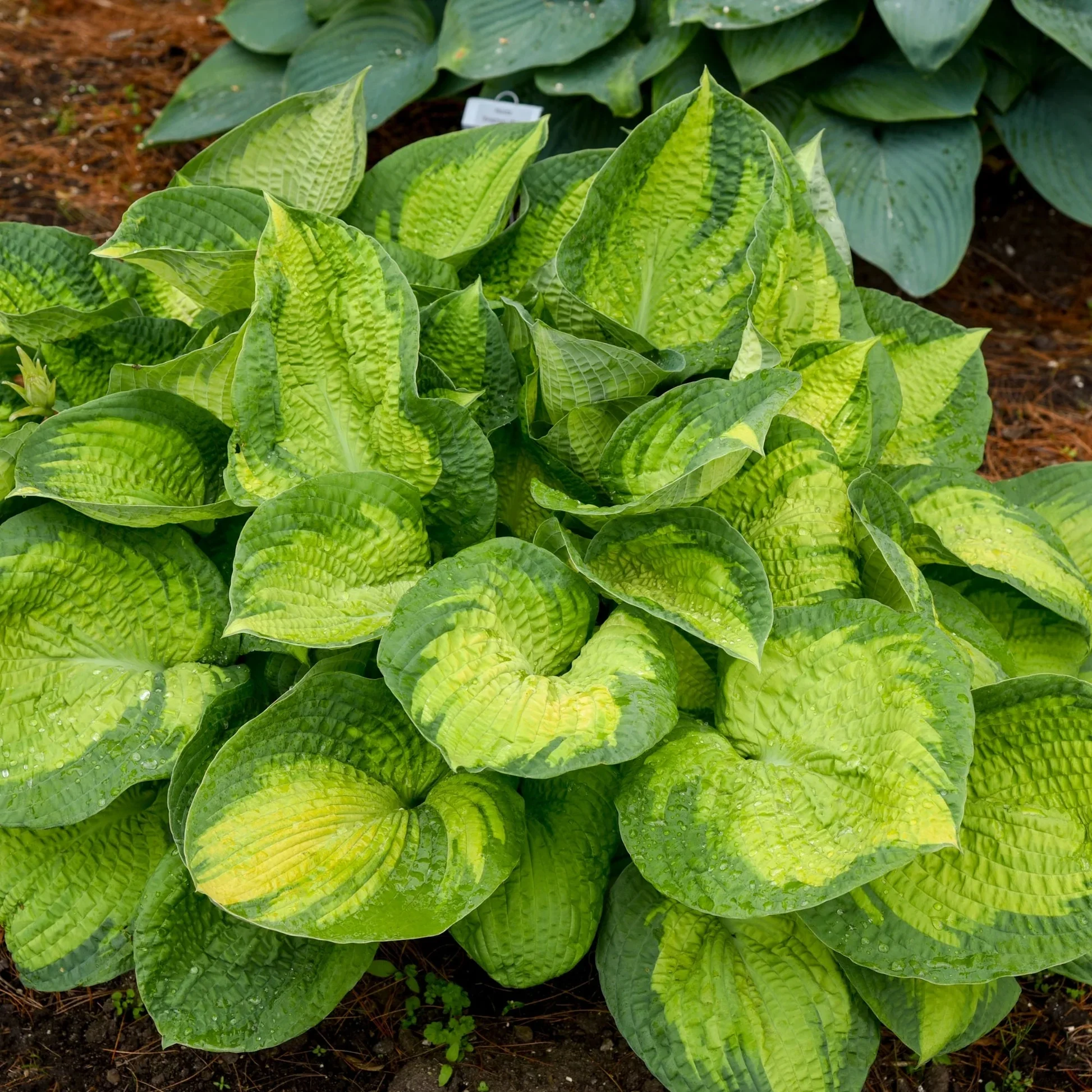 Hosta-Brother-Stefan_1_3287df9a-3d82-4892-99ff-ebd6fcfd8d3b.jpg.webp