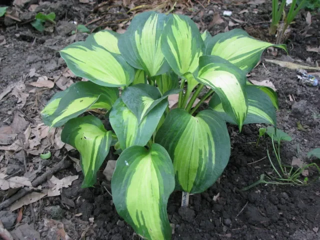 12-37-hosta-dream-queen-5-1-09.jpg.webp