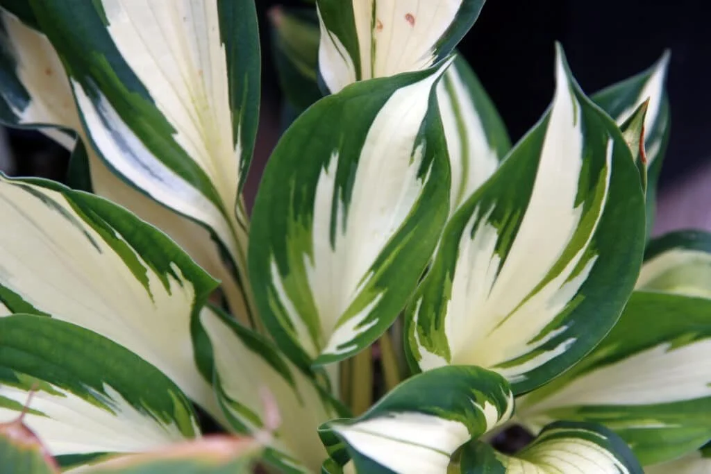 Hosta_Fire_and_Ice_0zz-1024x683.jpg