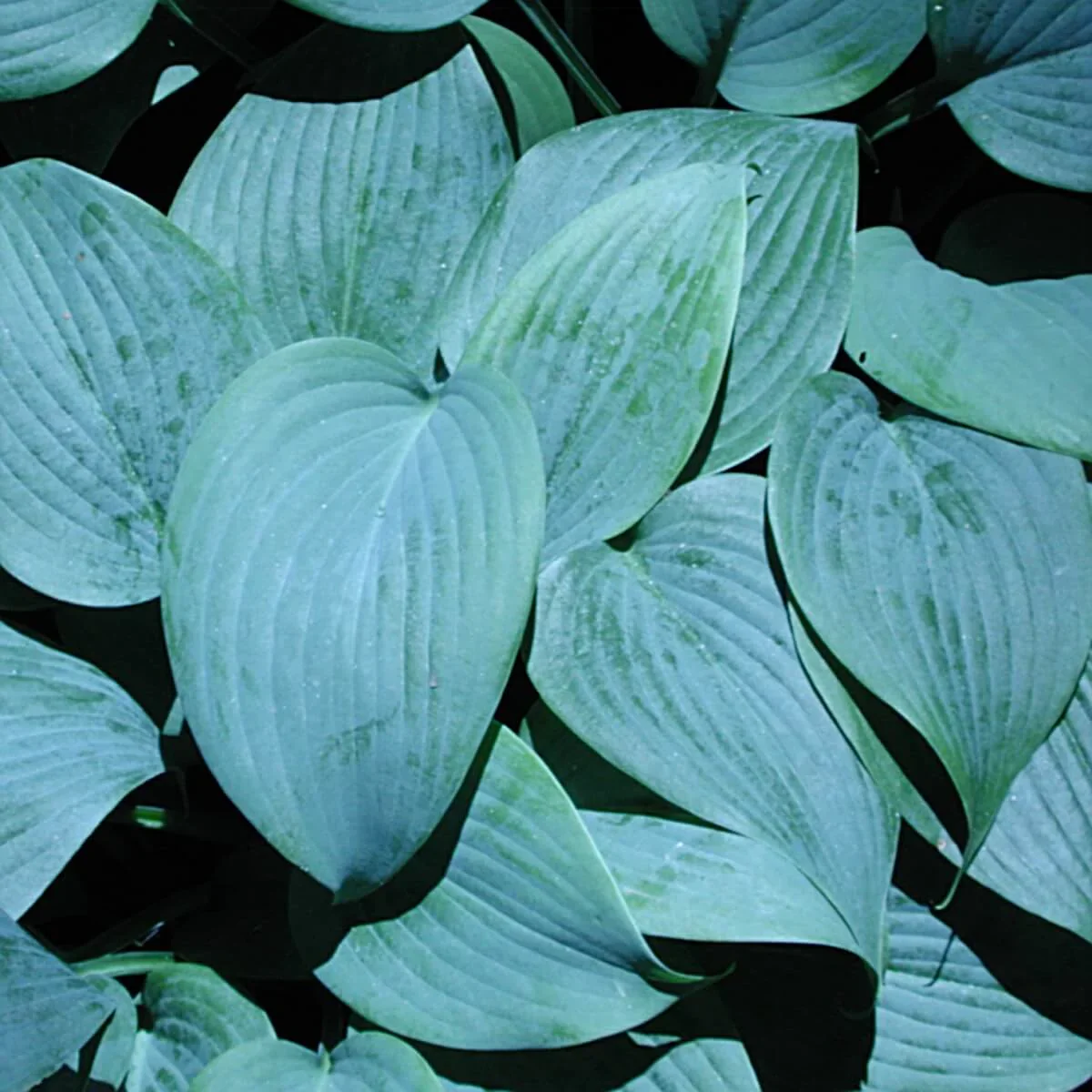 HST-Fragrant_Blue-spi.jpg.webp