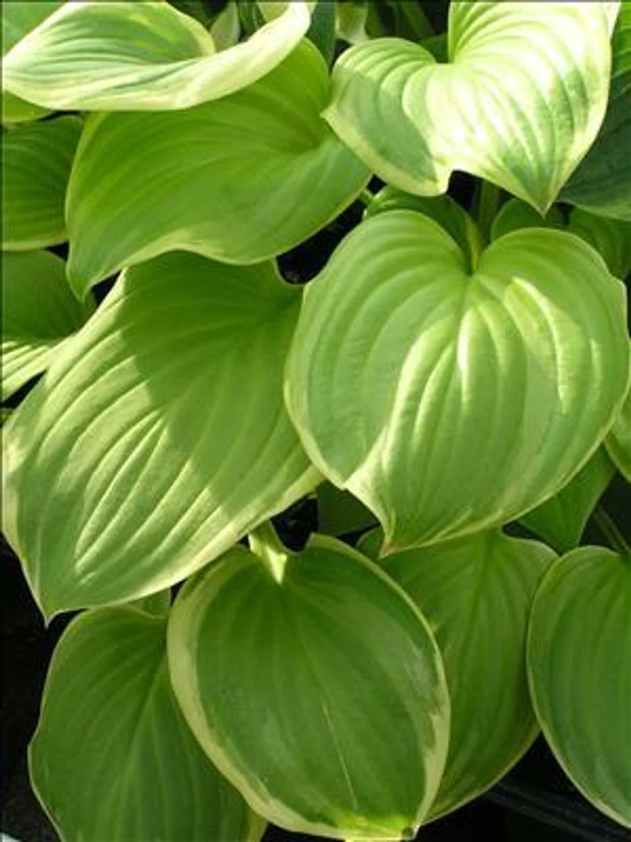 hosta-fragrant-bouquet-20ct-flat__11449.jpg