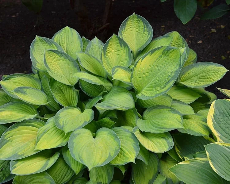 Guacamole-Hosta.jpg