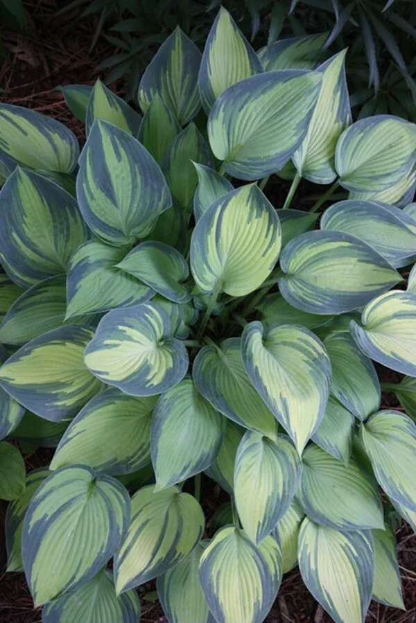 Hosta-June.i-1672.s-24848.r-1_600x.jpg.webp