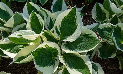 Patriot-Hosta.jpg
