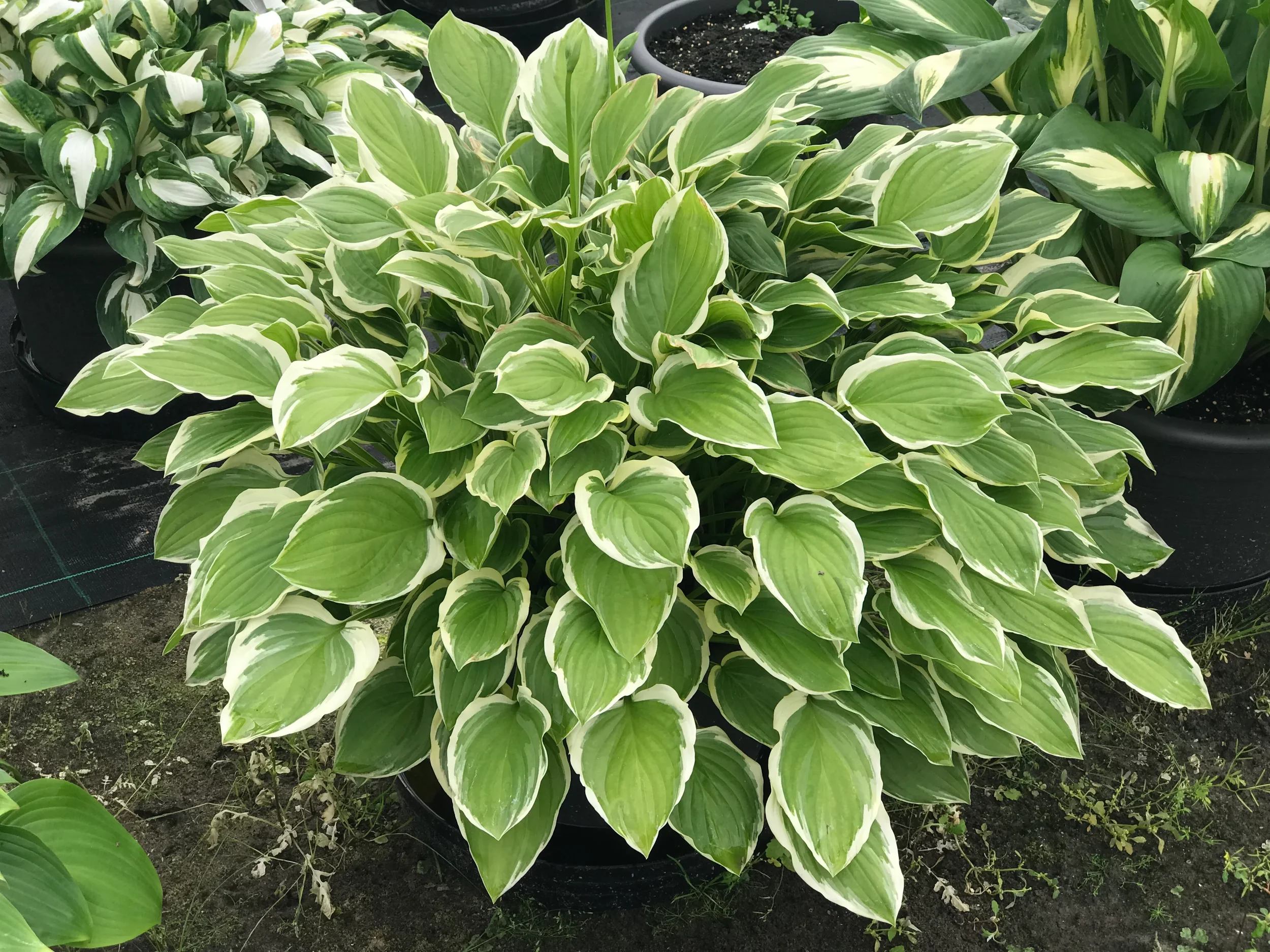HIRES-Hosta-So-Sweet.jpg.webp