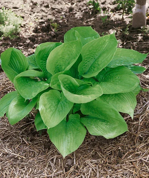 SumandSubstanceHosta_480x.jpg.webp