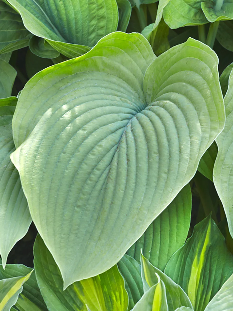 Hosta_T-Rex-1.jpg.webp