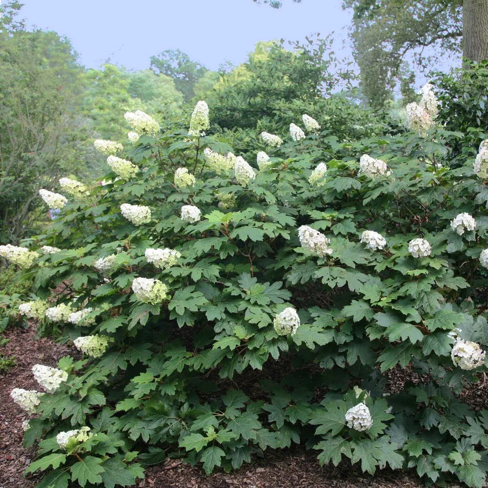 Alice_Oakleaf_Hydrangea_Bush.jpg.webp