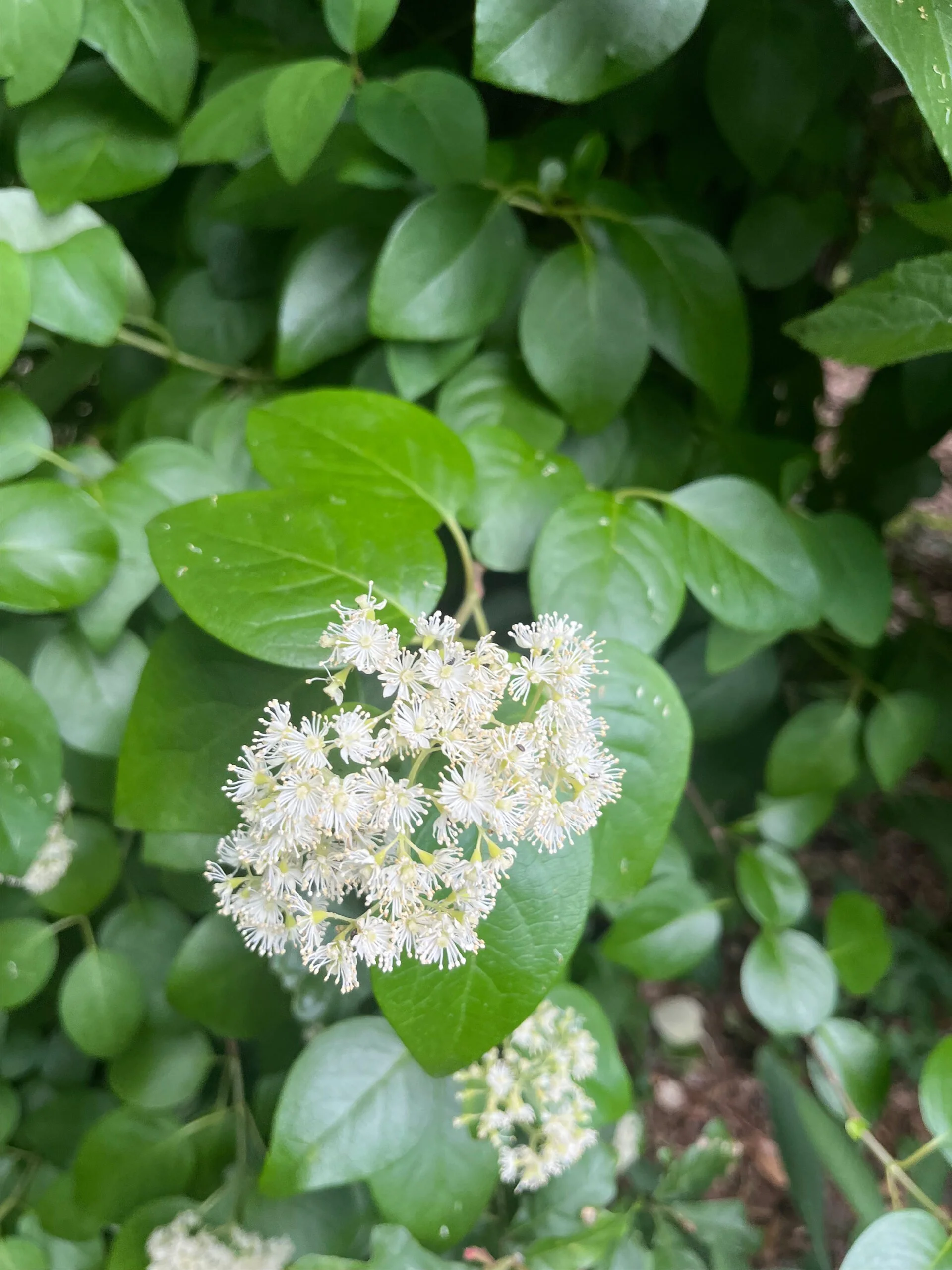IMG_7448-hydrangea-barbara-scaled.jpg