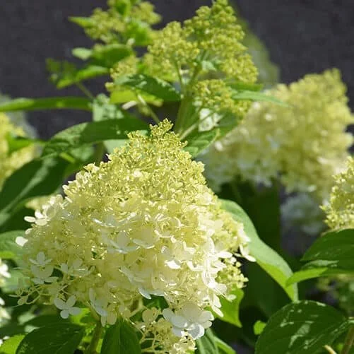 Limelight-Hydrangea-e1680811826747.jpg