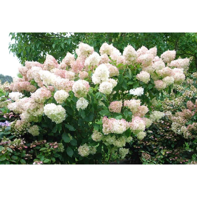 hydrangea-paniculata-phantom.jpg