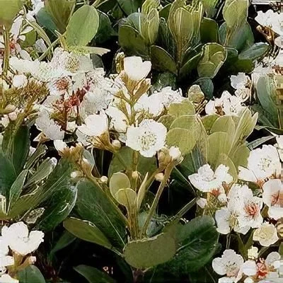 plant_22754_shoot_20170129223943.jpg