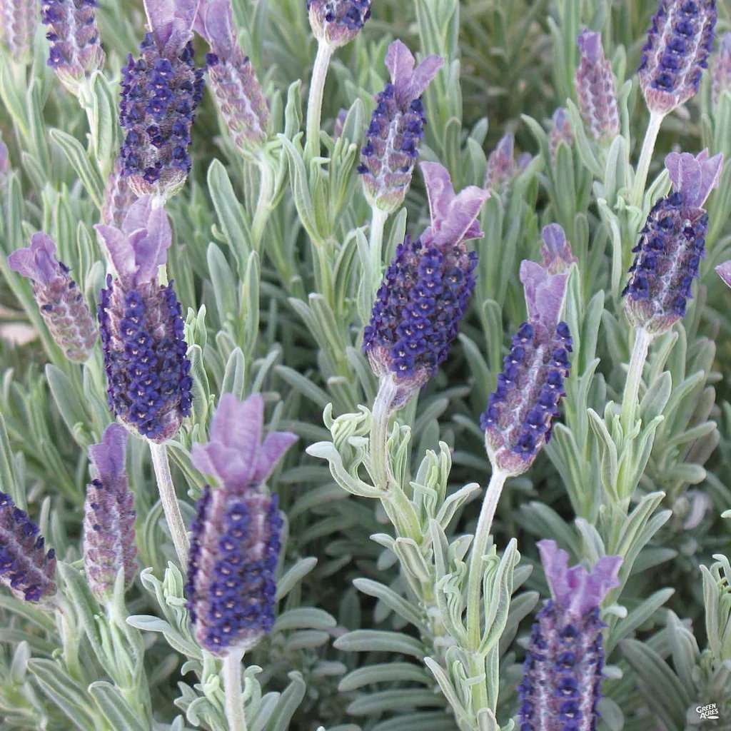 LavenderStoechas_SilverAnouk_1024x1024.jpg.webp