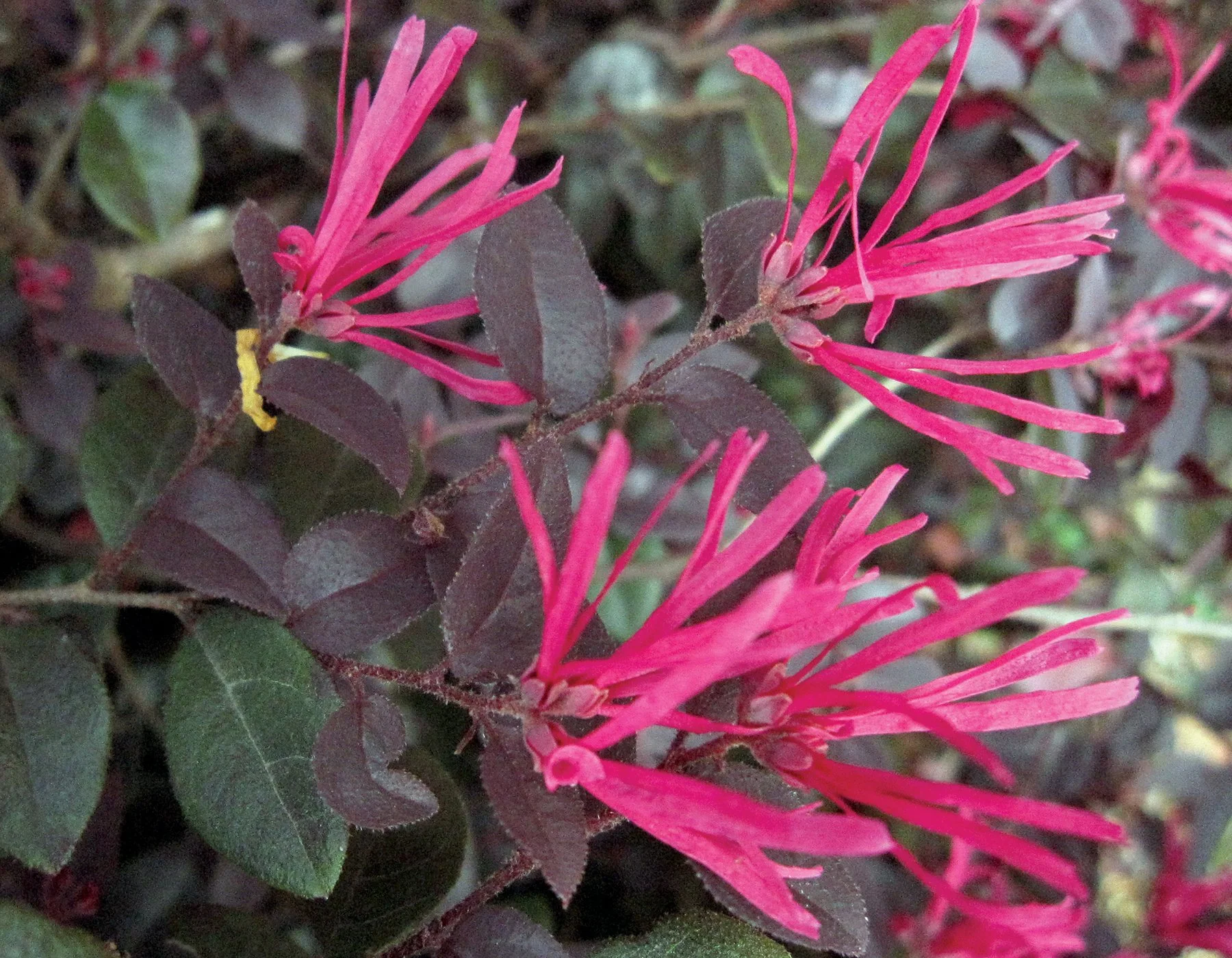 Loropetalum_Cerise_Charm_blooms_001.jpg