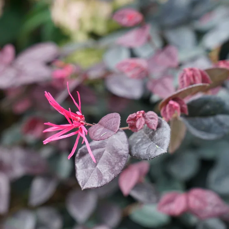 Loropetalum-Jazz-Hands-Bold-1.jpg.webp