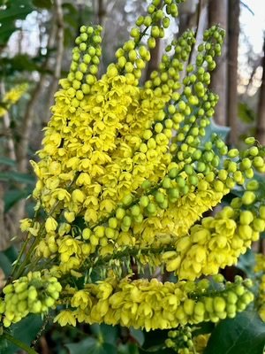 Mahonia_x_media_Charity_Hybrid_Oregon_Grape_300x.jpg