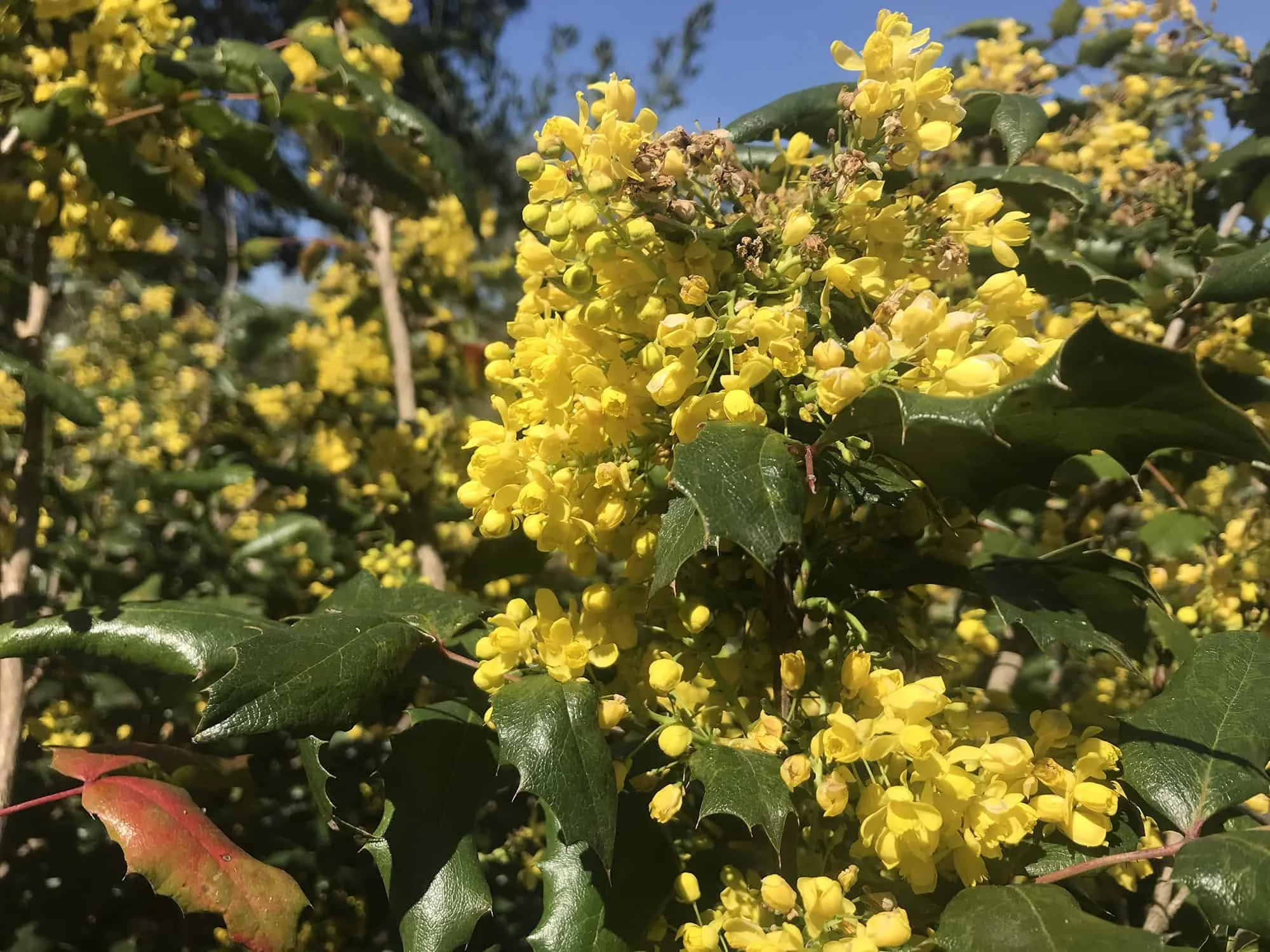 oregon-grape-mahonia-aquifolium.jpg