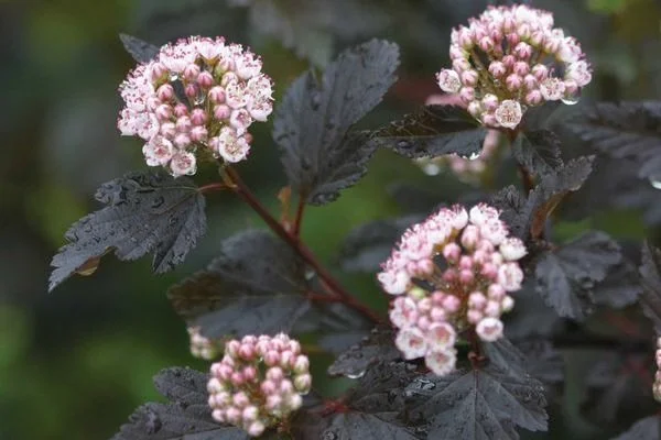 PhysocarpusopSummerWineNinebarkTree-01-5914-1-t-m_600x.jpg