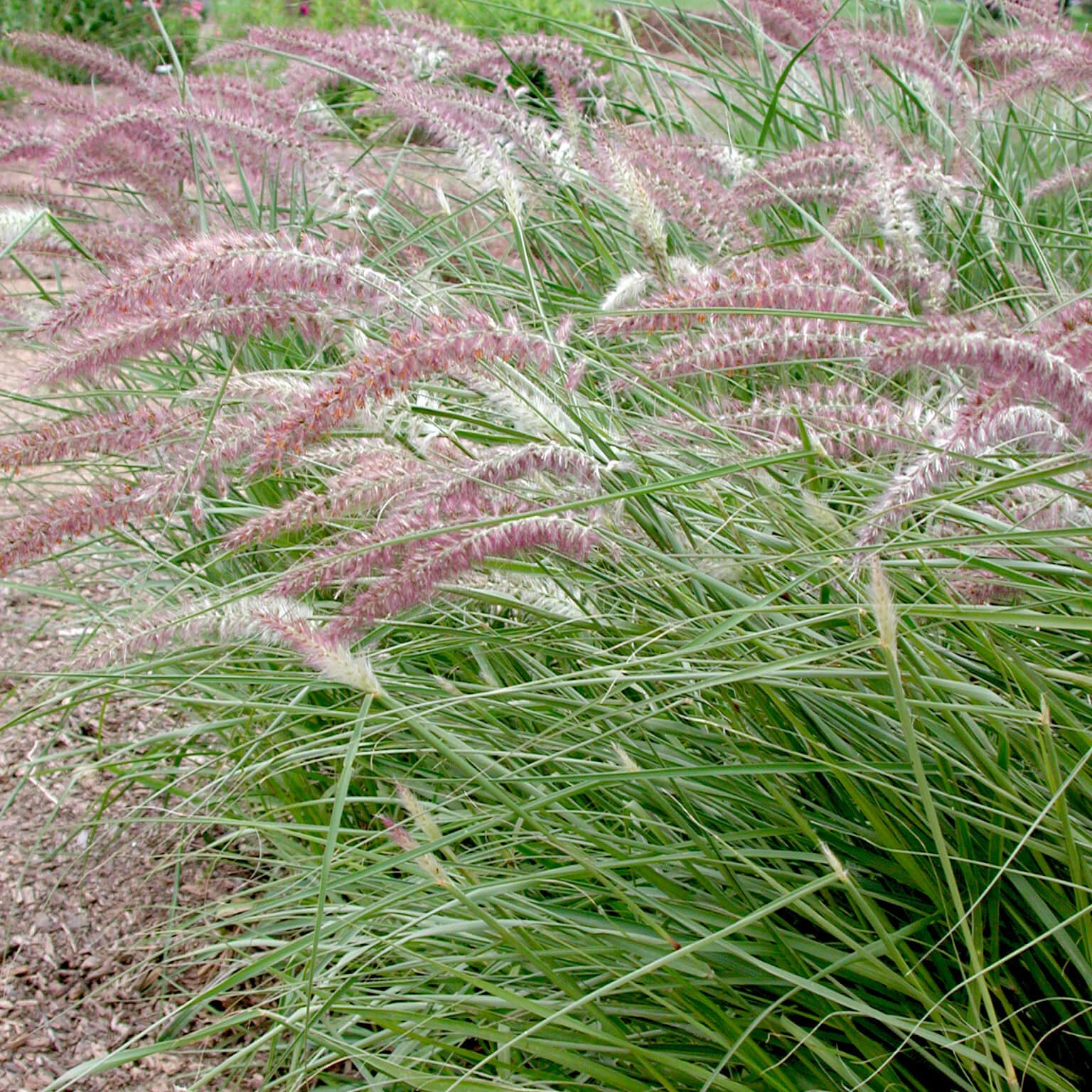 Pennisetum-Karley-Rose.jpg