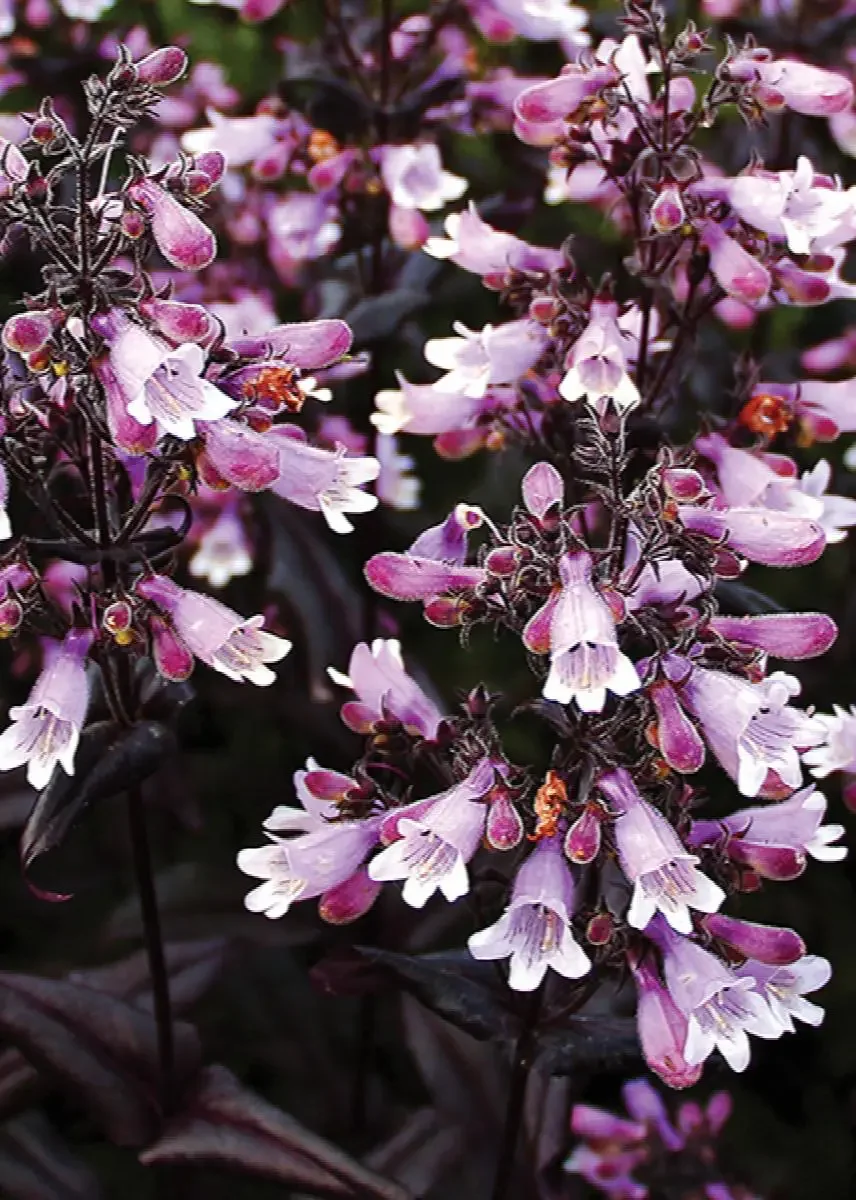 Perennial_Penstemon-Dakota-Burgundy-Beard-Tongue.jpg.webp
