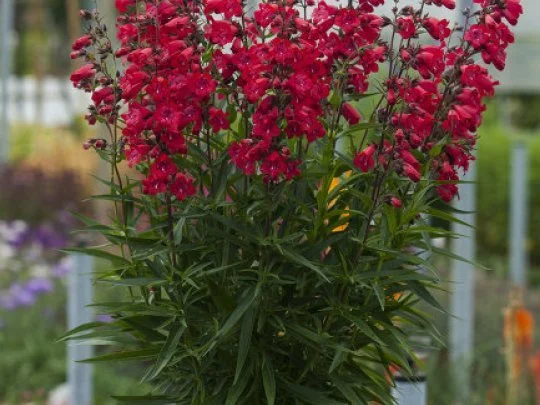 penstemon-harlequin-red_74563_2-1.jpg