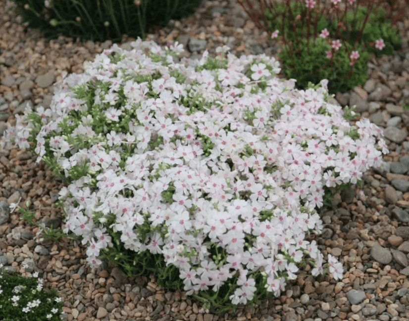 Amazing-grace-phlox.png