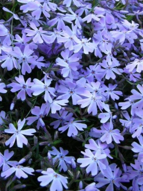 PHLOX_EMERALD_BLUE_480x.jpg