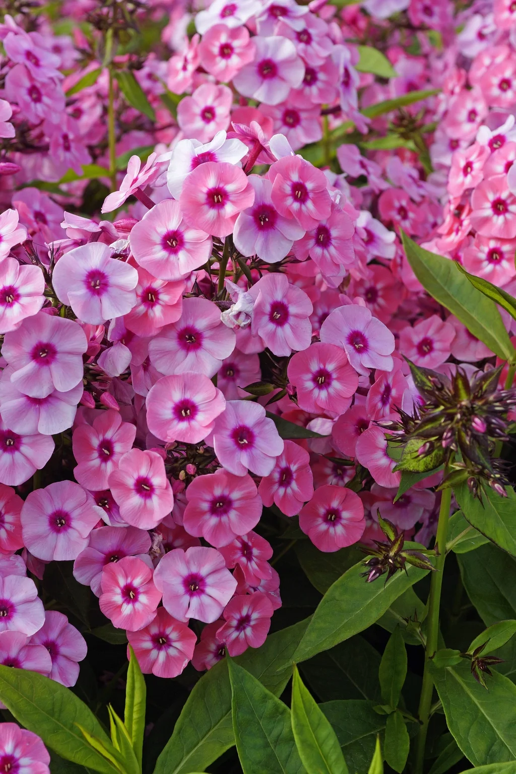 phlox-larissa-4000x6000-66ffc011b3d42_l.webp