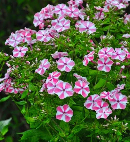 phlox-paniculata-peppermint-twist-garden-phlox.jpg