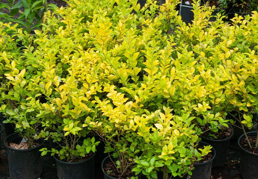 Yellow-green-foliage-Golden-Vicary-Privet-9506.jpg