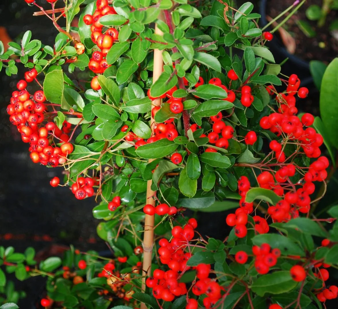 pyracantha-mohave-bacca-rossa.jpg