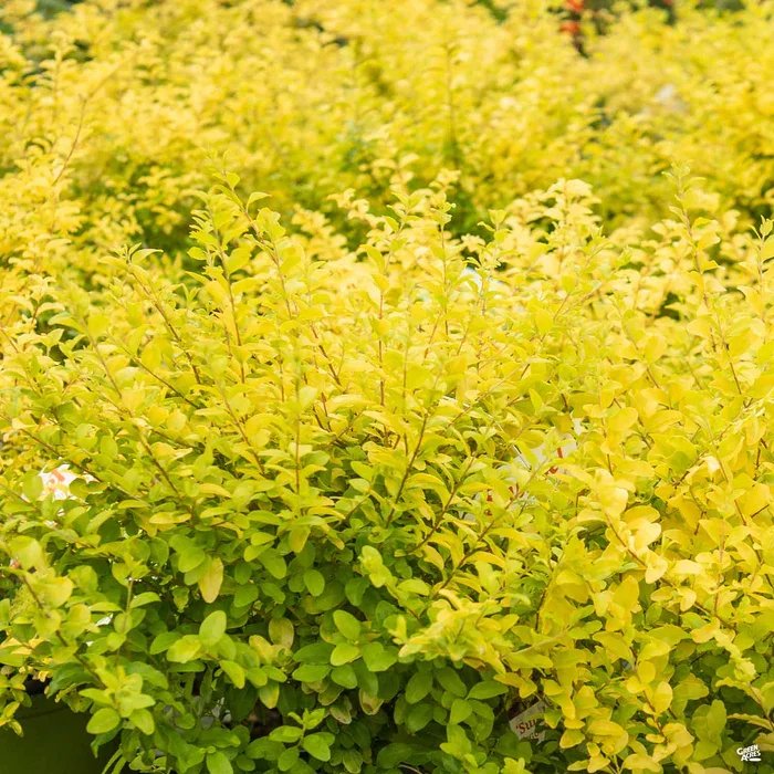Privet_LigustrumSinense_Sunshine2_700x700.jpg.webp