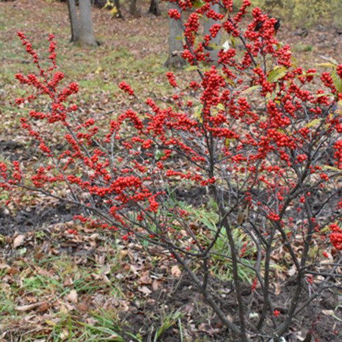 364d9c58web-horsford-ilex-verticillata-winter-red__11761.jpg