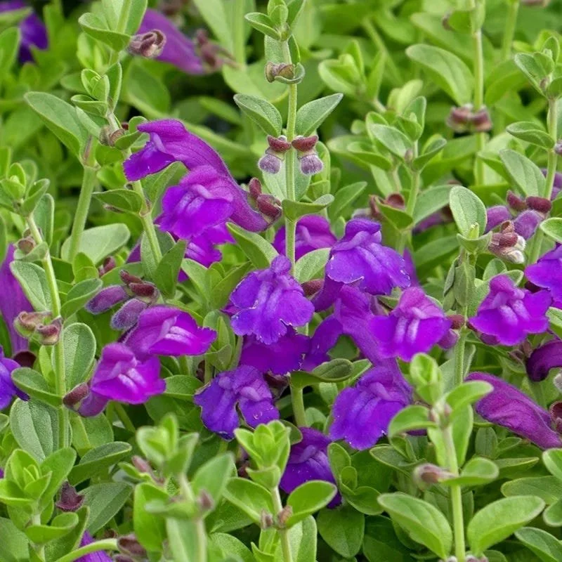 scutellaria-dark-violet-close-up-flower.jpg