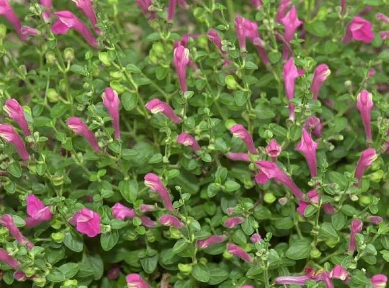 Scutellaria-suffrutescens_Pink_skullcap_drought_tolerant_xeriscaper_for_austin_texas.jpg