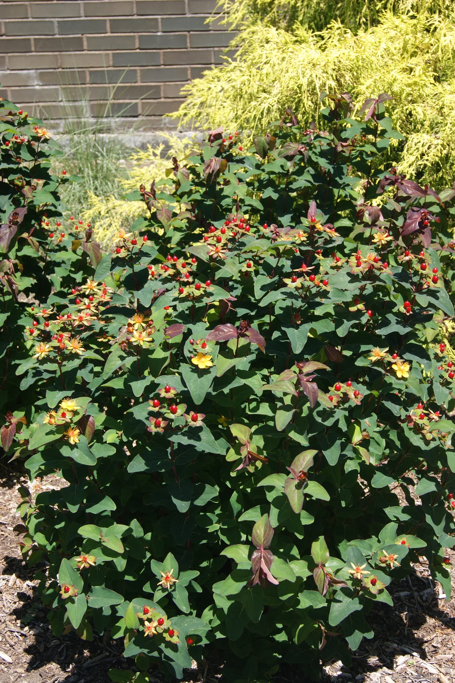 Hypericum-FloralberrySangria_3.jpg.webp