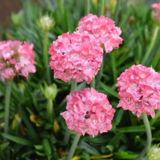 Armeria-Dreameria-Dreamland-530x530.jpeg